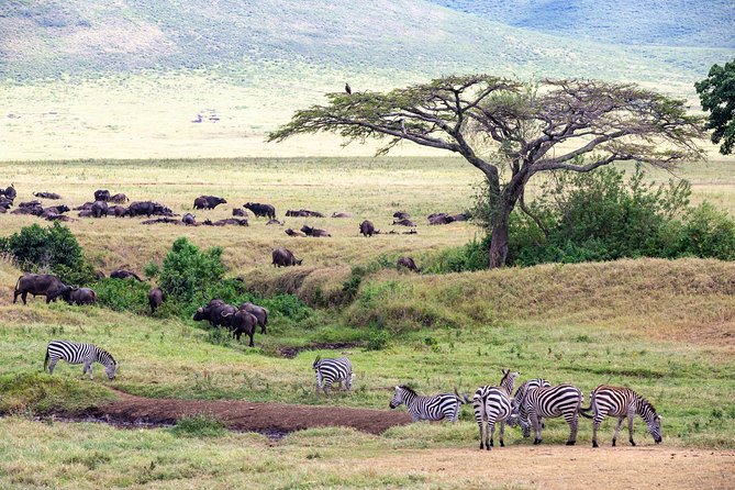 4-day Tanzania Safari - Day 3: Ngorongoro Crater in one concentrated morning