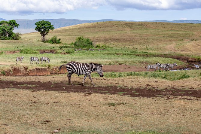 4-day Tanzania Safari - Day 5: A second Serengeti day earns its place