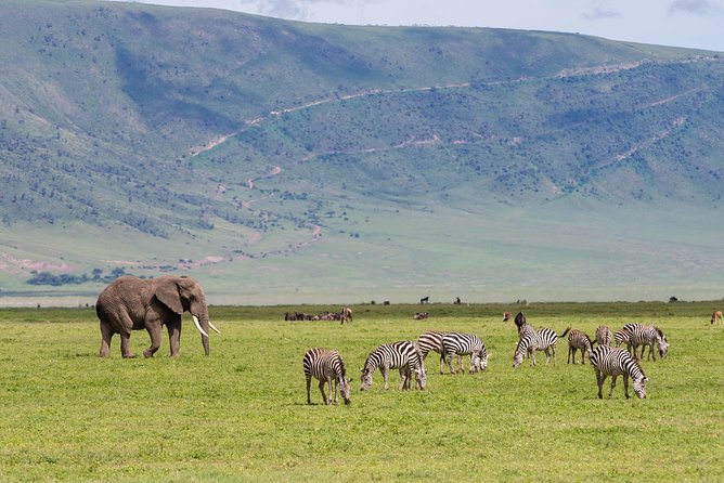 4-day Tanzania Safari - The vehicle, food, connectivity, and comfort