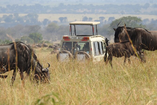 4-Day Tarangire, Serengeti, Ngorongoro Crater - Why this short Tanzania safari works