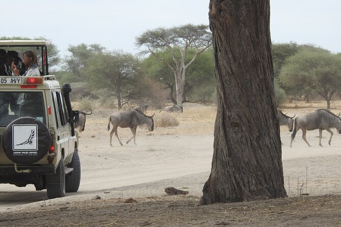 4-Day Tarangire, Serengeti, Ngorongoro Crater - Day 4: Five hours on the crater floor