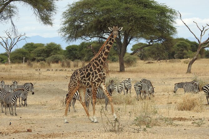 4-Day Tarangire, Serengeti, Ngorongoro Crater - Guides, language, and the private format