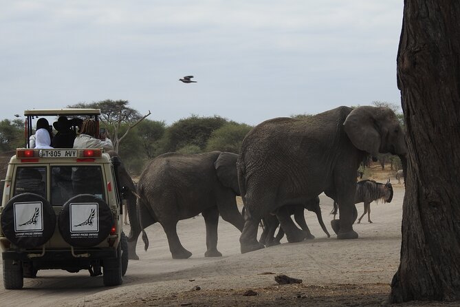 4-Day Tarangire, Serengeti, Ngorongoro Crater - Day 1: Tarangire’s elephants beneath the baobabs