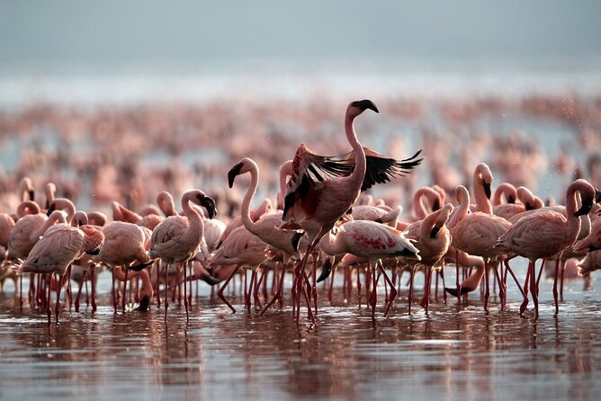 4 Day: Taste of Wildlife - What this four-day safari is really designed to do