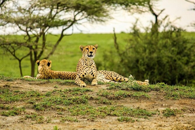 4 Day: Taste of Wildlife - Day 3: Sunrise in Serengeti and the move toward Ngorongoro