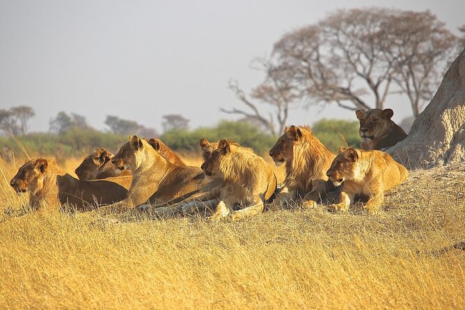 4 Day: Taste of Wildlife - Day 4: Wildlife concentrated inside Ngorongoro Crater