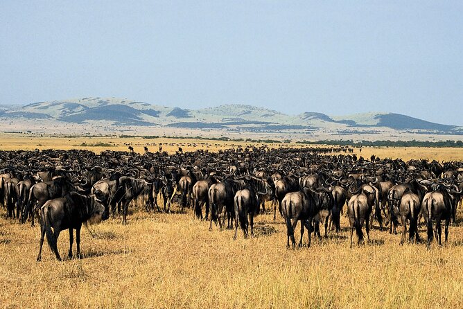 4 Day: Taste of Wildlife - The private vehicle and guide make a real difference