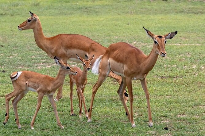 4 Day: Taste of Wildlife - Meals, costs, and what $3,400 covers