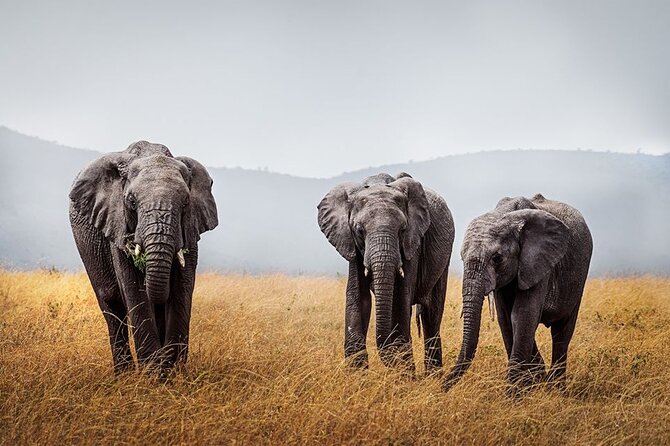 4 Day: Taste of Wildlife - Who will enjoy this safari most