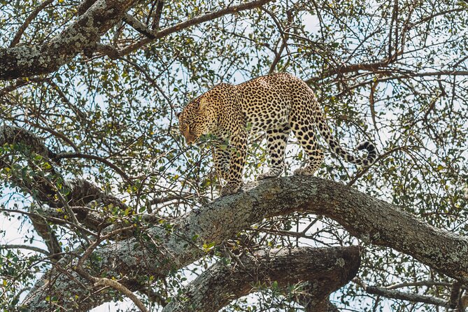 4-Day The Short of Tanzania Safari - Food, rooms, and comfort between game drives