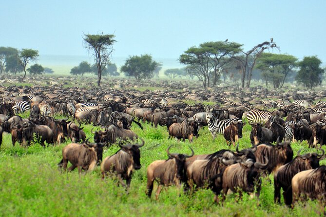 4-Day Tour to Tarangire, Serengeti and Ngorongoro - Day three: a second chance on the Serengeti plains