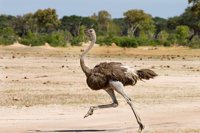 4-Day Tour to Tarangire, Serengeti and Ngorongoro - Guides, transport, and the daily rhythm