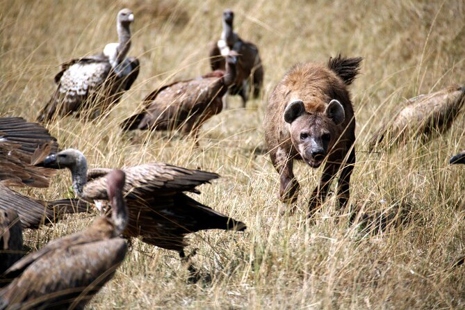 4-Day Tour to Tarangire, Serengeti and Ngorongoro - Who should book this safari