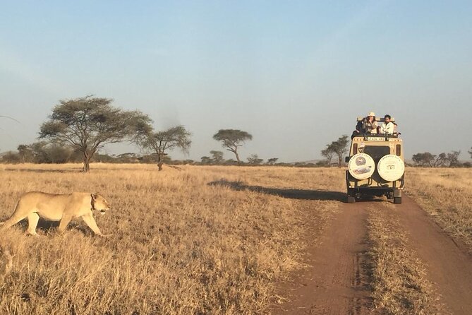 4 Days, 3 Nights Group budget Safari, Lake Manyara, Serengeti, Ngorongoro - Day Three: Serengeti Wildlife and the Ngorongoro Rim