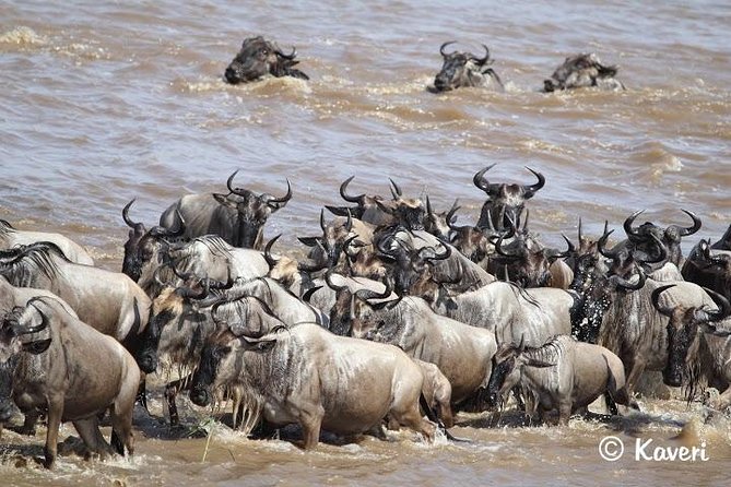 4 Days / 3 Nights Lake Manyara, Ngorongoro and Serengeti - Olduvai Gorge and the return toward Ngorongoro