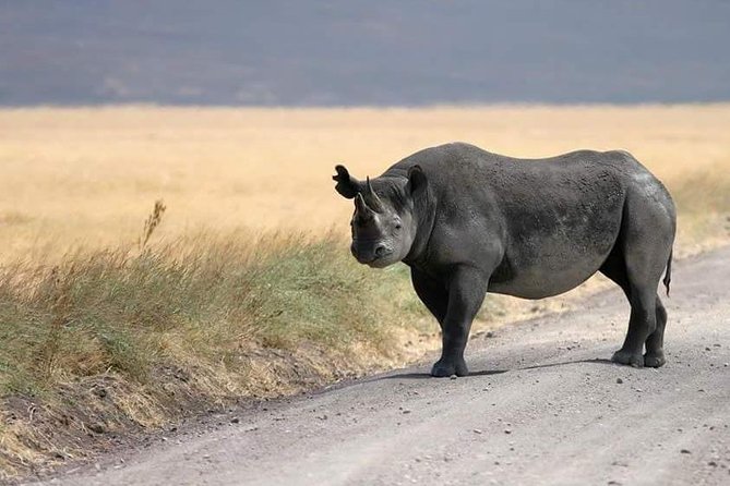 4 Days / 3 Nights Lake Manyara, Ngorongoro and Serengeti - Ngorongoro Crater: a concentrated final game drive