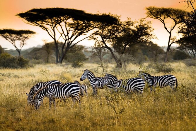 4 Days / 3 Nights Lake Manyara, Ngorongoro and Serengeti - Who should book this four-day safari?