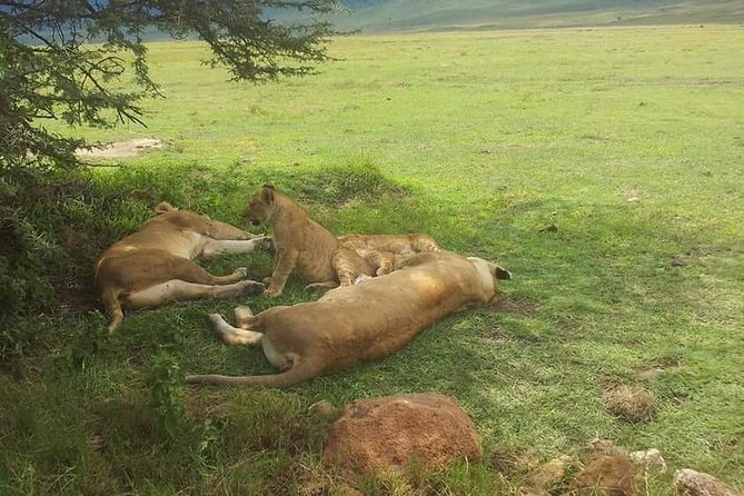4 Days / 3 Nights Lake Manyara, Ngorongoro and Serengeti - Serengeti: the long road to Seronera