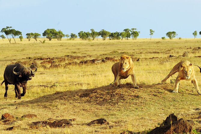 4 days 3 nights Safari- Tarangire, Serengeti and Ngorongoro Crater - The guide can make or break the safari