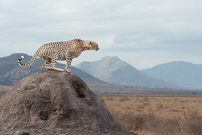 4 days 3 nights Safari- Tarangire, Serengeti and Ngorongoro Crater - Who should book this safari