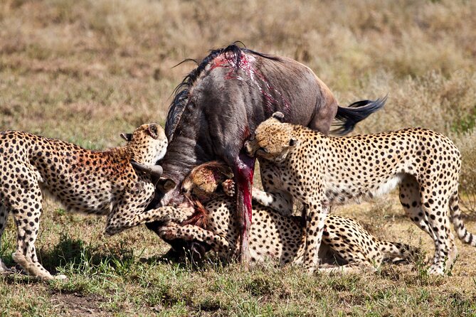 4 days 3 nights Safari- Tarangire, Serengeti and Ngorongoro Crater - Day 2: The long road to Serengeti