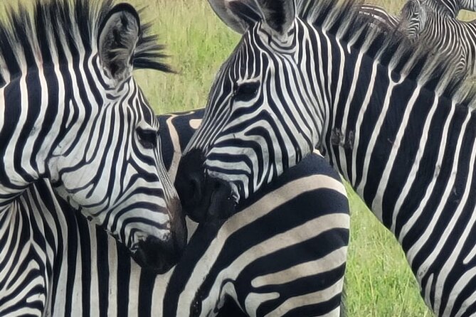 4 Days 3 Nights Safari to Mikumi National Park - Why Mikumi works from Dar es Salaam