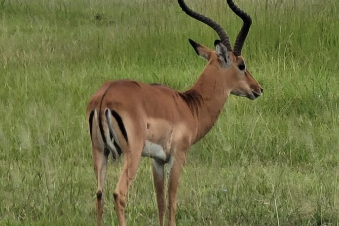 4 Days 3 Nights Safari to Mikumi National Park - A Masai village visit and waterfall option