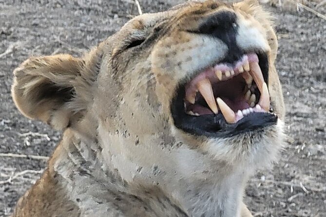 4 Days 3 Nights Safari to Mikumi National Park - Day 4: A final look and the return to Dar es Salaam