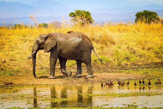 4 Days 3 Nights Safari to Mikumi National Park - What the $1,100 price really covers