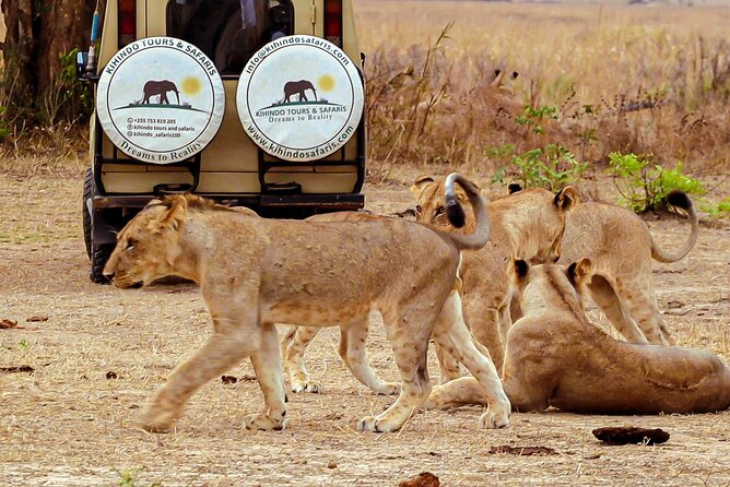 4 Days 3 Nights Safari to Mikumi National Park - Food, transport, and comfort
