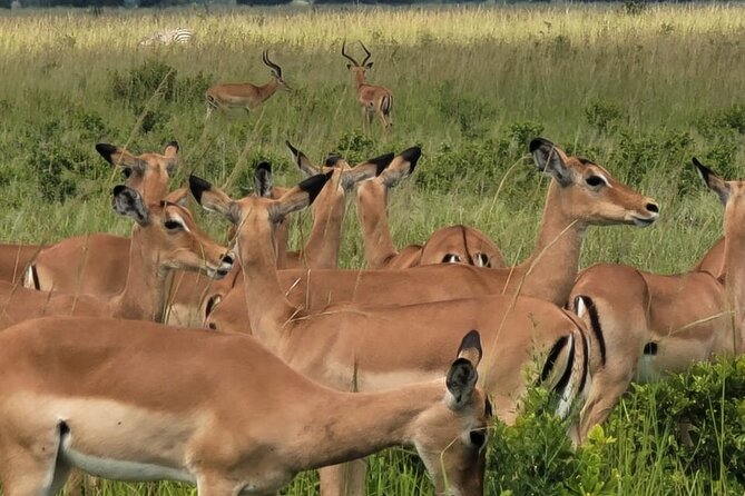 4 Days 3 Nights Safari to Mikumi National Park - Day 1: Leaving Dar es Salaam for Mikumi