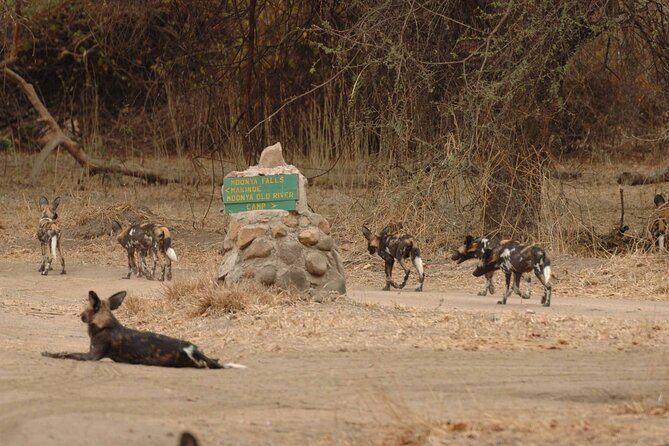 4 days / 3 Nights safari to Ruaha National park - Key points to know before booking