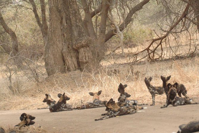 4 days / 3 Nights safari to Ruaha National park - Day 1: From Nduli Airport to an afternoon in Ruaha