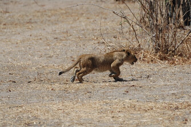 4 days / 3 Nights safari to Ruaha National park - Day 4: One last morning drive and the route to Iringa
