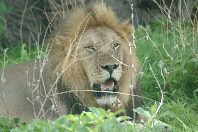 4 days / 3 Nights safari to Ruaha National park - Day 2: Ruaha’s full-day wildlife outing