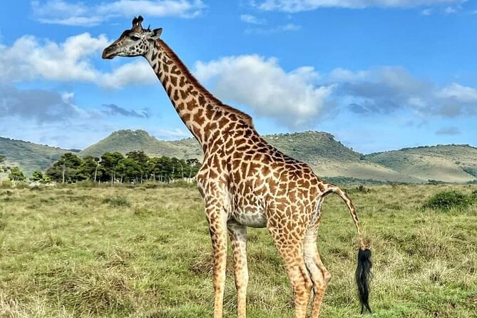 4 Days 3 Nights Selous (Nyerere national park) & Mikumi Adventure - Day 4: An early Mikumi drive and the return to Dar