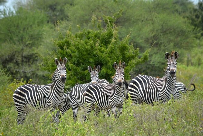 4 Days 3 Nights Selous (Nyerere national park) & Mikumi Adventure - Day 2: A full game drive in Nyerere National Park