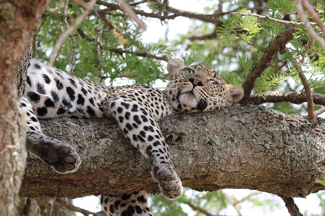 4 Days 3 Nights Tanzanian Budget Safari Tour - A fast northern Tanzania route from Moshi