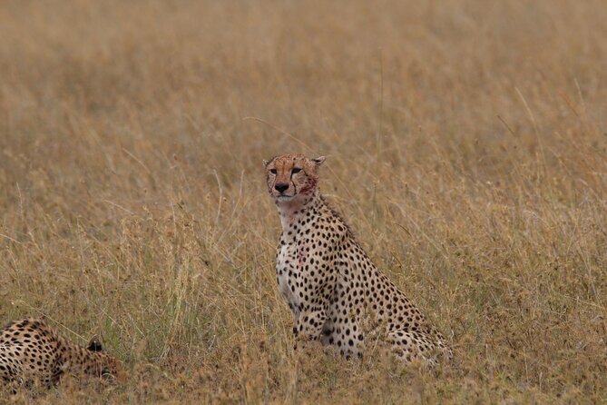 4 Days 3 Nights Tanzanian Budget Safari Tour - Day four: a final game drive, then the long return