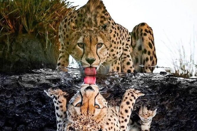 4 Days /3 nights Tarangire, Serengeti and Ngorongoro crater - Why this three-park route works in four days