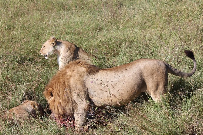 4 Days 3 Nights Tarangire Serengeti & Ngorongoro Lodge Safari - Day 2: Olduvai Gorge and the long road to Serengeti