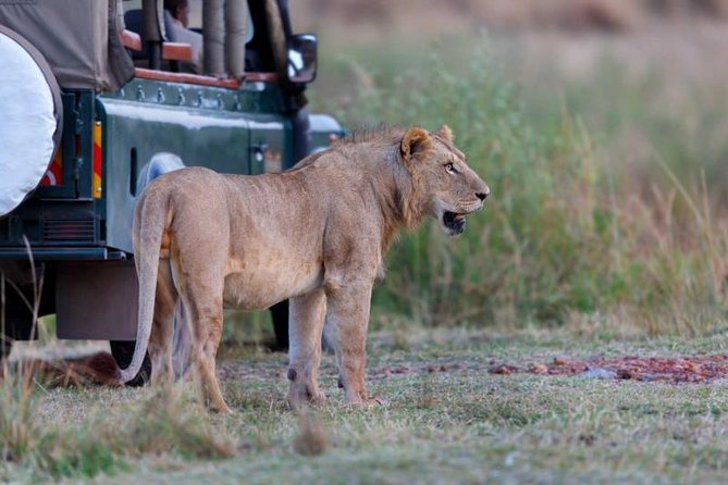 4 Days 3 Nights Tarangire Serengeti & Ngorongoro Lodge Safari - Day 3: a Serengeti morning before Ngorongoro