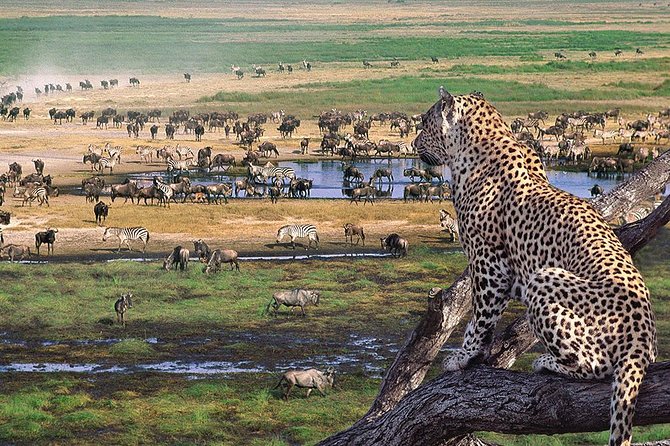 4 Days 3 Nights Tarangire Serengeti & Ngorongoro Lodge Safari - Day 4: Ngorongoro Crater’s compact wildlife show