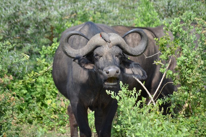 4 days adventure camping safari - Day 3: Early Serengeti wildlife and the road toward Simba