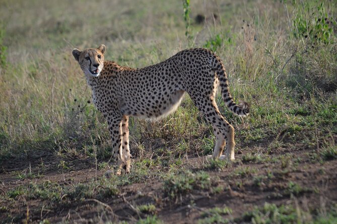 4 days adventure camping safari - Day 4: Inside Ngorongoro Crater and back toward town