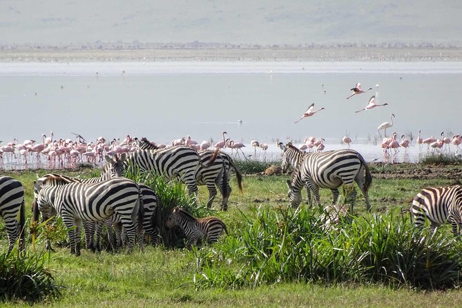4-Days Adventure Camping Safari to Tarangire, Serengeti & Ngorongoro - The route at a glance: four busy days in northern Tanzania