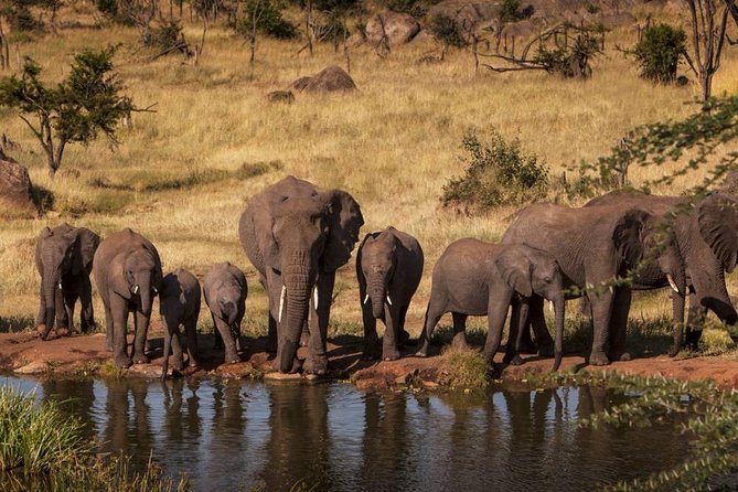 4-Days Adventure Camping Safari to Tarangire, Serengeti & Ngorongoro - Day 2: Entering the Serengeti for afternoon and sunset