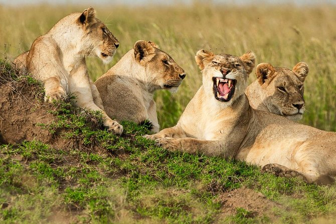 4-Days Adventure Camping Safari to Tarangire, Serengeti & Ngorongoro - Day 4: Searching for the Big Five in Ngorongoro