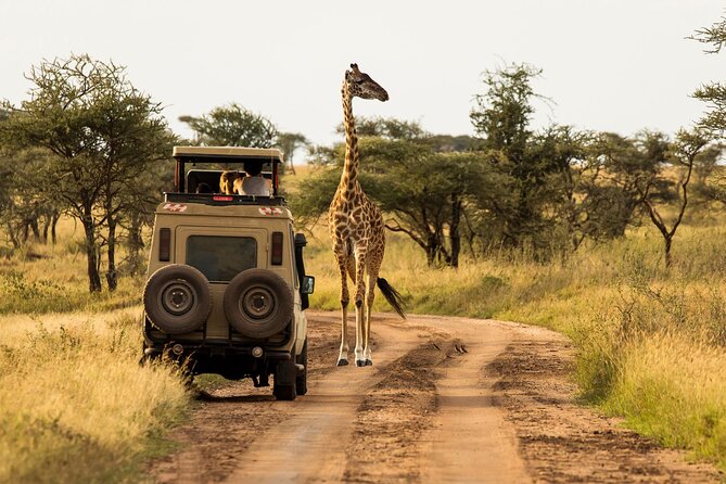 4 days Awesome Luxury safari Tarangire Serengeti & Ngorongoro - Leaving Arusha for Tarangire’s elephant country