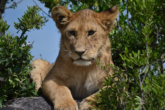 4 days Awesome Luxury safari Tarangire Serengeti & Ngorongoro - Descending 600 meters into Ngorongoro Crater
